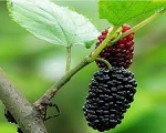 Is mulberry powder good for you 