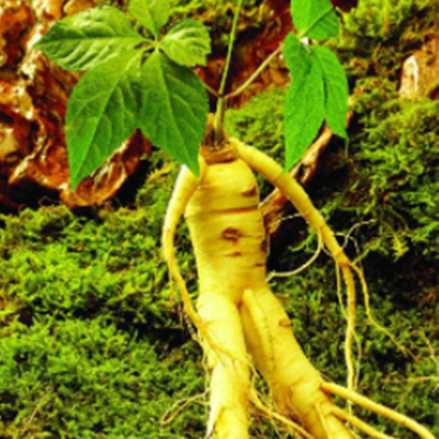 Ginseng Extract