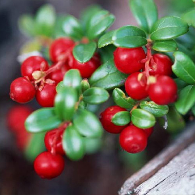 Cranberry Powder
