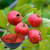 Hawthorn Fruit Powder