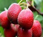 Hawthorn berry extract's benefits