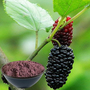 Mulberry Powder