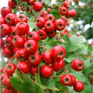 What is hawthorn extract good for?