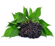 Elderberry extract's benefits on human body