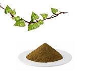 Ivy leaf extract's efficacy introduction