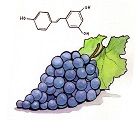 Resveratrol's introduction and effect